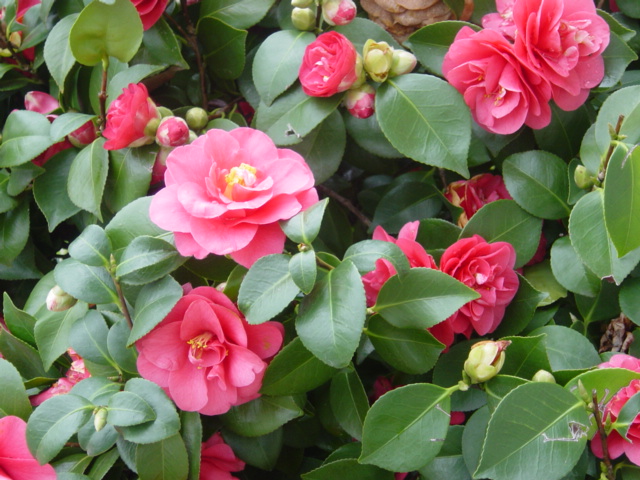 Camellia1.jpg