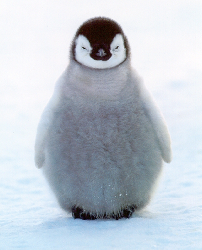 Penguin-1.jpg