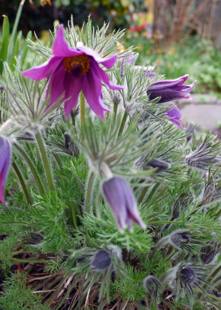 anemone-close-up.jpg