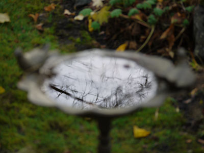 bird-bath-reflection.jpg