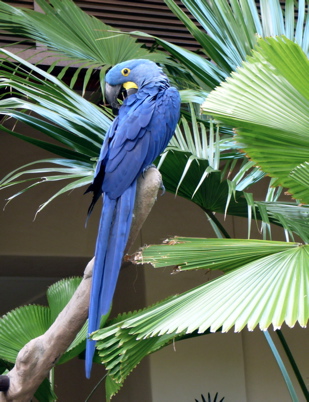 blueparrot.jpg