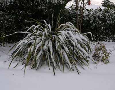 corn-plant-covered-in-snow-.jpg