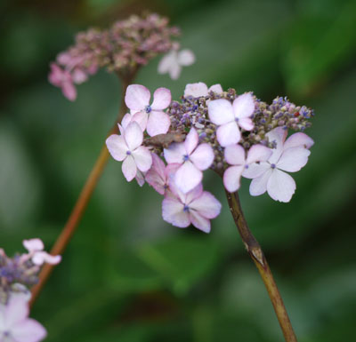 hydrangea-holding-on.jpg