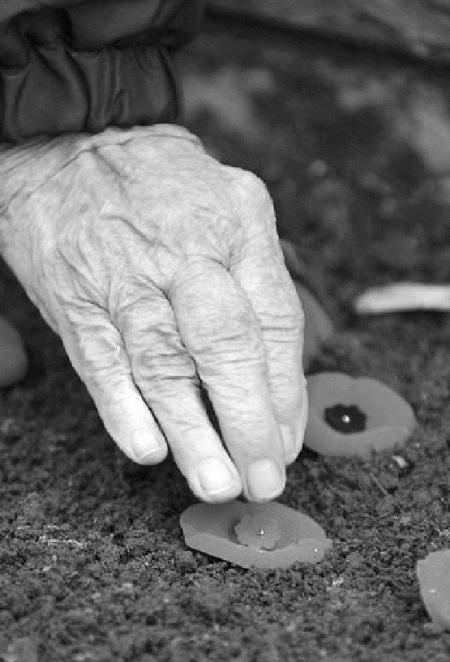 in-flanders-field.jpg