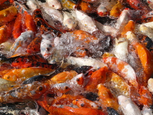 koi-feeding-at-tidepools.jpg