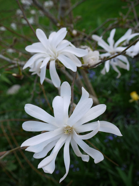 magnolia-close-up.jpg