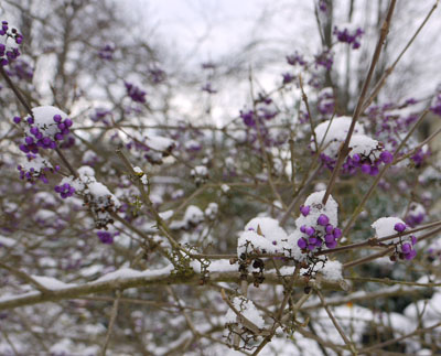 purple-berries.jpg