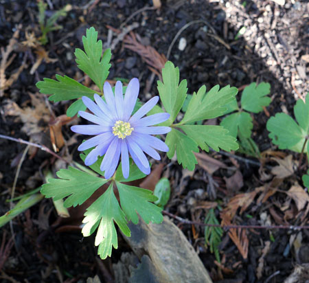 purple-flower.jpg