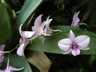 purpleorchids.jpg