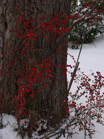 red-berries.jpg