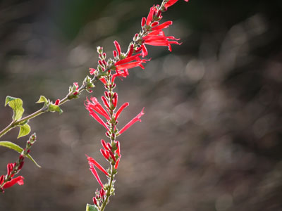 red-flower-close-up.jpg