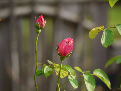 roses-in-december.jpg