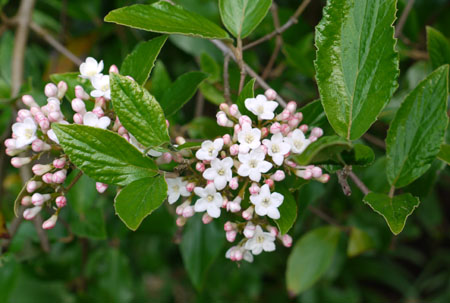 tree-buds.jpg