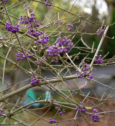 winter-berries.jpg