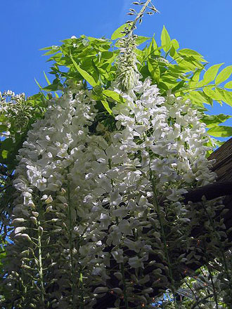 wisteriaunderneathview.jpg