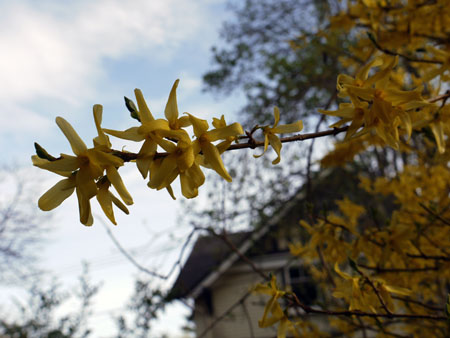 yellow-branch.jpg